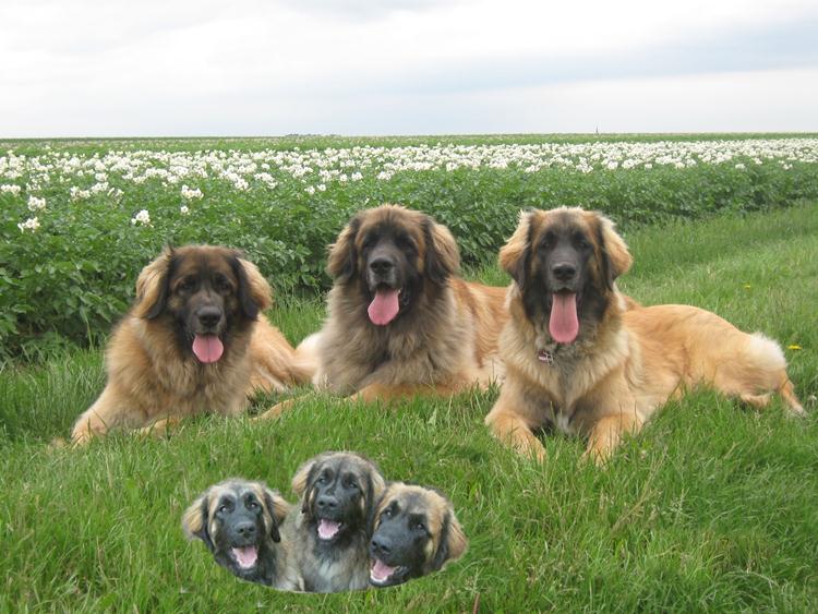 Leonberger vom Spieler Hof